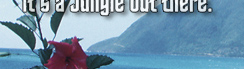 www.traveljungle.co.uk